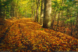 Savor Bar Harbor’s Autumn Riches: 10 Ideas To Keep You Happily Occupied